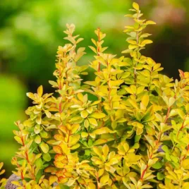 berberys-thunberga-berberis-thunbergii-maria-r