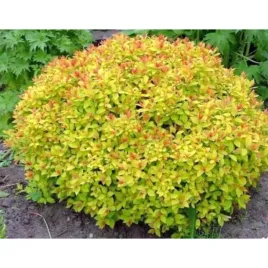 tawula-japonska-spiraea-japonica-goldmound