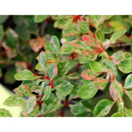 berberys-thunberga-berberis-thunbergii-starburst-r