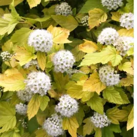 pecherznica-kalinolistna-physocarpus-opulifolius-luteus