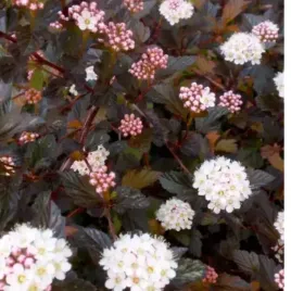 pecherznica-kalinolistna-physocarpus-opulifolius-diabolo-r