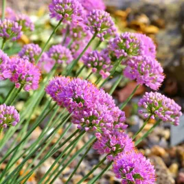 czosnek-ozdobny-glaucum-sadzonki-fioletowe-letnie-kuleczki