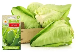 kapusta-biala-stozkowa-express-nasiona-warzyw