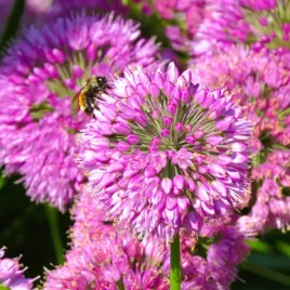 czosnek-ozdobny-bylinowy-avatar-sadzonki-allium-rozowe-letnie-kule