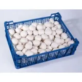 pieczarka-polska-3kg