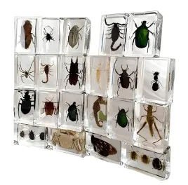 zestaw-owadow-w-zywicy-12-szt-do-kolekcji-dekoracja-blatu-delikatne-ozdoby