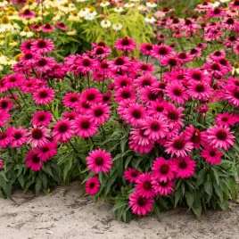 jezowka-sensation-wild-romance-niska-odmiana-rozowa