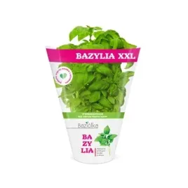 bazylia-xxl-doniczka-1szt-baziolka