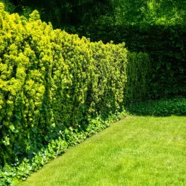 cis-kolumnowy-posredni-hicksii-sadzonka-klasyk-ogrodow-palacowych