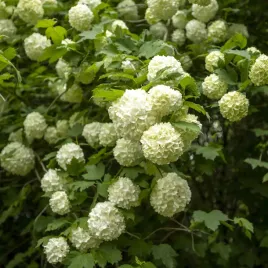 kalina-koralowa-roseum-krzew-sadzonki-mnostwo-bialych-kwiatow