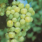 winorosl-jasna-mix-2l