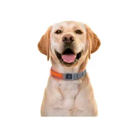 obroza-led-usb-c-dla-psa-l-or64-70-cm-ip44-3-tryby-swiatla-bezpieczna-noc