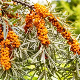 rokitnik-zwyczajny-friesdorfer-orange-sadzonka-samopylna-odmiana