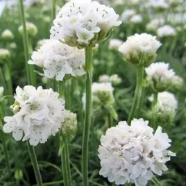 armeria-zawciag-nadmorski-abbey-white-1-szt-c2