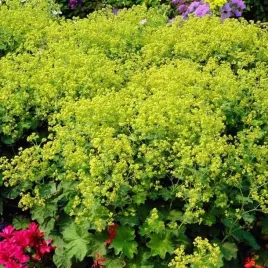 przywrotnik-miekki-irish-silk-1-szt-doniczka-c2