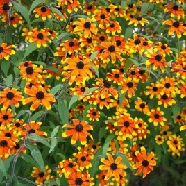 rudbekia-trojklapowa-prairie-glow-1-szt-donic-c2