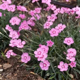 dianthus-gozdzik-mountain-frost-pink-twinkle-1-szt