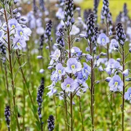 veronica-przetacznik-goryczkowaty-1-szt-c2