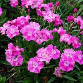dianthus-gozdzik-mountain-frost-rose-bouquet-1-szt