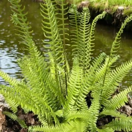 podrzen-zebrowiec-blechnum-spicant-1-szt-c2