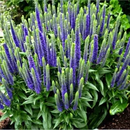 veronica-przetacznik-ulster-dwarf-blue-1-szt-c2