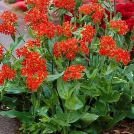 lychnis-firletka-chalcedonska-1-szt-doniczka-c2