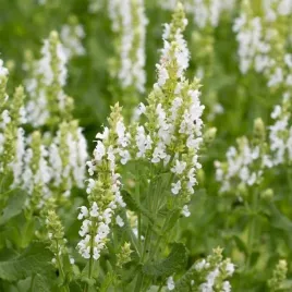 szalwia-omszona-sensation-compact-white-1-szt-c2