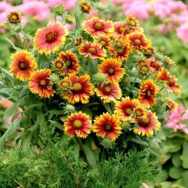 gailardia-aristata-oscista-kobold-1-szt-c2