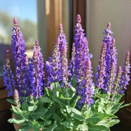 szalwia-omszona-sensation-compact-deep-blue-1-szt