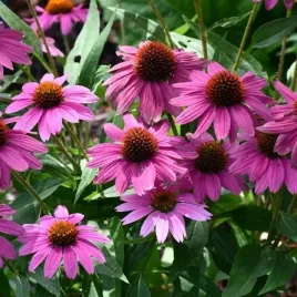 jezowka-purpurowa-1-szt-doniczka-c2