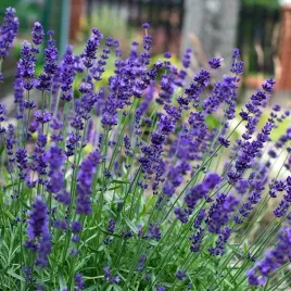 lawenda-hidcote-blue-strain-1-szt-doniczka-c2