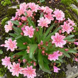 lewisia-lewizja-dlugoplatkowa-little-plum-1-szt