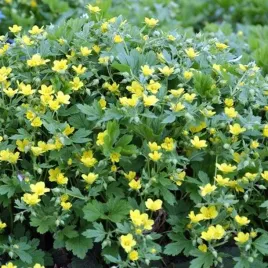 pragnia-kuklikowata-waldsteinia-geoides-1-szt-c2