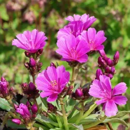 lewizja-dlugoplatkowa-little-raspberry-1-szt-p14