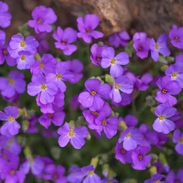 zagwin-drobny-kittle-blue-1-szt-doniczka-p14