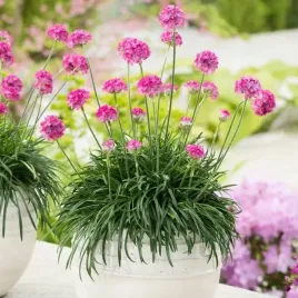 armeria-zawciag-nadmorski-abbey-deep-rose-1-szt-c2