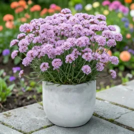 armeria-zawciag-nadmorski-glory-of-holland-1-szt