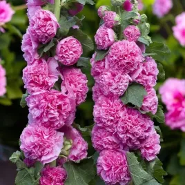 alcea-malwa-pelna-double-rose-1-szt-doniczka-c2