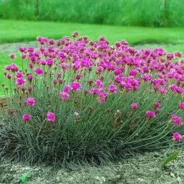 armeria-zawciag-nadmorski-rubrifolia-1-szt-p14