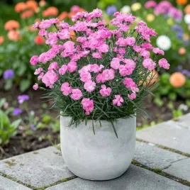 dianthus-gozdzik-dinetta-purple-1-szt-p14