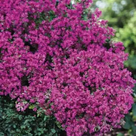 macierzanka-wczesna-thymus-red-carpet-1-szt-p14