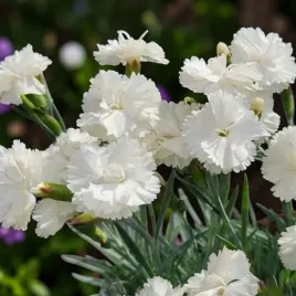 dianthus-gozdzik-pierzasty-angel-of-purity-1-szt