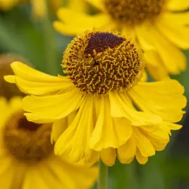 dzielzan-jesienny-the-bishop-zolte-kwiaty-dlugo-kwitnaca-bylina