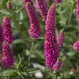 przetacznik-first-love-sadzonki-niska-bylina-intensywnie-rozowe-kwiaty