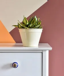 sansevieria-gwinejska-golden-hahnii-p6