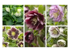 5-sztuk-helleborus-ciemiernik-zimowe-kwiaty-kolory-zestaw-nr-2