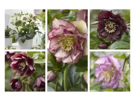 5-sztuk-ciemiernik-helleborus-double-ellen-kolory-zestaw-nr-3