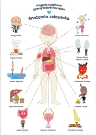 plakat-edukacyjny-anatomia-czlowieka-dla-dziecka-format-a2