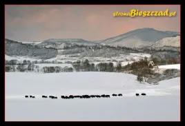 kolekcjonerska-karta-przyrody-bieszczady-6