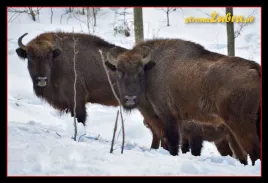 kolekcjonerska-karta-przyrody-zubr-bison-bonasus